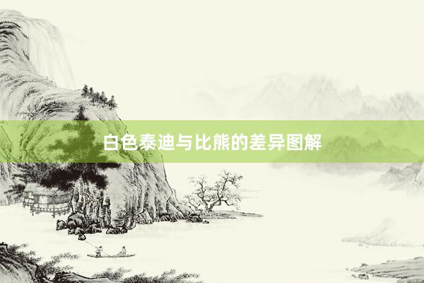白色泰迪与比熊的差异图解