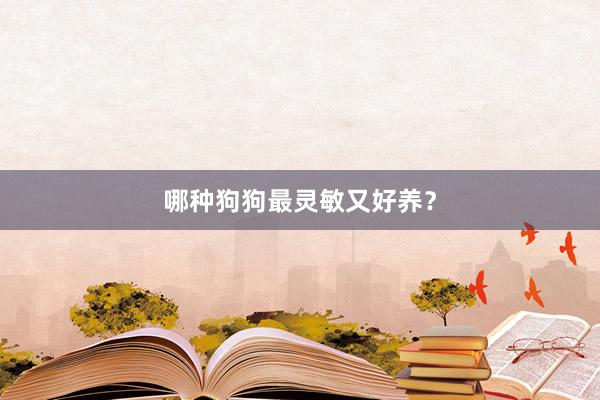 哪种狗狗最灵敏又好养？
